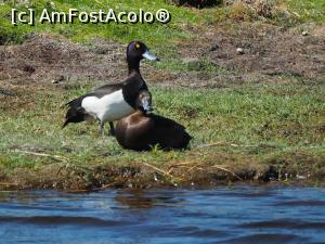 [P05] Pereche de rata motata la cuib » foto by Gabel2015
 - 
<span class="allrVoted glyphicon glyphicon-heart hidden" id="av1366048"></span>
<a class="m-l-10 hidden" id="sv1366048" onclick="voting_Foto_DelVot(,1366048,3497)" role="button">șterge vot <span class="glyphicon glyphicon-remove"></span></a>
<a id="v91366048" class=" c-red"  onclick="voting_Foto_SetVot(1366048)" role="button"><span class="glyphicon glyphicon-heart-empty"></span> <b>LIKE</b> = Votează poza</a> <img class="hidden"  id="f1366048W9" src="/imagini/loader.gif" border="0" /><span class="AjErrMes hidden" id="e1366048ErM"></span>