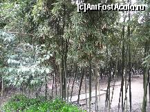 [P77] Spre paduricea de bambus.  » foto by Marian Preda
 - 
<span class="allrVoted glyphicon glyphicon-heart hidden" id="av351096"></span>
<a class="m-l-10 hidden" id="sv351096" onclick="voting_Foto_DelVot(,351096,3501)" role="button">șterge vot <span class="glyphicon glyphicon-remove"></span></a>
<a id="v9351096" class=" c-red"  onclick="voting_Foto_SetVot(351096)" role="button"><span class="glyphicon glyphicon-heart-empty"></span> <b>LIKE</b> = Votează poza</a> <img class="hidden"  id="f351096W9" src="/imagini/loader.gif" border="0" /><span class="AjErrMes hidden" id="e351096ErM"></span>