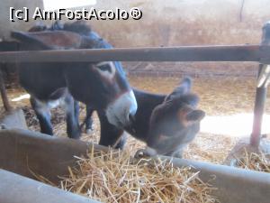 [P42] Magarusi » foto by bica adriana
 - 
<span class="allrVoted glyphicon glyphicon-heart hidden" id="av921126"></span>
<a class="m-l-10 hidden" id="sv921126" onclick="voting_Foto_DelVot(,921126,3509)" role="button">șterge vot <span class="glyphicon glyphicon-remove"></span></a>
<a id="v9921126" class=" c-red"  onclick="voting_Foto_SetVot(921126)" role="button"><span class="glyphicon glyphicon-heart-empty"></span> <b>LIKE</b> = Votează poza</a> <img class="hidden"  id="f921126W9" src="/imagini/loader.gif" border="0" /><span class="AjErrMes hidden" id="e921126ErM"></span>