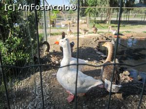 [P43] gaste la ferma » foto by bica adriana
 - 
<span class="allrVoted glyphicon glyphicon-heart hidden" id="av921127"></span>
<a class="m-l-10 hidden" id="sv921127" onclick="voting_Foto_DelVot(,921127,3509)" role="button">șterge vot <span class="glyphicon glyphicon-remove"></span></a>
<a id="v9921127" class=" c-red"  onclick="voting_Foto_SetVot(921127)" role="button"><span class="glyphicon glyphicon-heart-empty"></span> <b>LIKE</b> = Votează poza</a> <img class="hidden"  id="f921127W9" src="/imagini/loader.gif" border="0" /><span class="AjErrMes hidden" id="e921127ErM"></span>