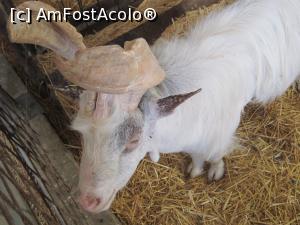 [P45] O rasa de capre cu coarne foarte ciudate.  » foto by bica adriana
 - 
<span class="allrVoted glyphicon glyphicon-heart hidden" id="av921129"></span>
<a class="m-l-10 hidden" id="sv921129" onclick="voting_Foto_DelVot(,921129,3509)" role="button">șterge vot <span class="glyphicon glyphicon-remove"></span></a>
<a id="v9921129" class=" c-red"  onclick="voting_Foto_SetVot(921129)" role="button"><span class="glyphicon glyphicon-heart-empty"></span> <b>LIKE</b> = Votează poza</a> <img class="hidden"  id="f921129W9" src="/imagini/loader.gif" border="0" /><span class="AjErrMes hidden" id="e921129ErM"></span>