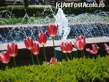 [P16] Lalele multe si minunate ce impodobesc atat de frumos Parcul Obor din Bucuresti, impreuna cu o fantana arteziana » foto by ileanaxperta*
 - 
<span class="allrVoted glyphicon glyphicon-heart hidden" id="av67517"></span>
<a class="m-l-10 hidden" id="sv67517" onclick="voting_Foto_DelVot(,67517,3511)" role="button">șterge vot <span class="glyphicon glyphicon-remove"></span></a>
<a id="v967517" class=" c-red"  onclick="voting_Foto_SetVot(67517)" role="button"><span class="glyphicon glyphicon-heart-empty"></span> <b>LIKE</b> = Votează poza</a> <img class="hidden"  id="f67517W9" src="/imagini/loader.gif" border="0" /><span class="AjErrMes hidden" id="e67517ErM"></span>