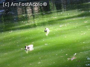 [P21] C&acirc;teva raţe pe lacul Băneasa » foto by Michi
 - 
<span class="allrVoted glyphicon glyphicon-heart hidden" id="av1259374"></span>
<a class="m-l-10 hidden" id="sv1259374" onclick="voting_Foto_DelVot(,1259374,3511)" role="button">șterge vot <span class="glyphicon glyphicon-remove"></span></a>
<a id="v91259374" class=" c-red"  onclick="voting_Foto_SetVot(1259374)" role="button"><span class="glyphicon glyphicon-heart-empty"></span> <b>LIKE</b> = Votează poza</a> <img class="hidden"  id="f1259374W9" src="/imagini/loader.gif" border="0" /><span class="AjErrMes hidden" id="e1259374ErM"></span>