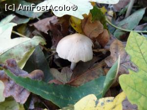 [P13] Toamna &icirc;n Pădurea Băneasa. » foto by tata123 🔱
 - 
<span class="allrVoted glyphicon glyphicon-heart hidden" id="av1264392"></span>
<a class="m-l-10 hidden" id="sv1264392" onclick="voting_Foto_DelVot(,1264392,3511)" role="button">șterge vot <span class="glyphicon glyphicon-remove"></span></a>
<a id="v91264392" class=" c-red"  onclick="voting_Foto_SetVot(1264392)" role="button"><span class="glyphicon glyphicon-heart-empty"></span> <b>LIKE</b> = Votează poza</a> <img class="hidden"  id="f1264392W9" src="/imagini/loader.gif" border="0" /><span class="AjErrMes hidden" id="e1264392ErM"></span>