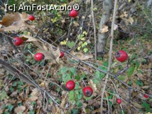 [P19] Toamna &icirc;n Pădurea Băneasa. » foto by tata123 🔱
 - 
<span class="allrVoted glyphicon glyphicon-heart hidden" id="av1264398"></span>
<a class="m-l-10 hidden" id="sv1264398" onclick="voting_Foto_DelVot(,1264398,3511)" role="button">șterge vot <span class="glyphicon glyphicon-remove"></span></a>
<a id="v91264398" class=" c-red"  onclick="voting_Foto_SetVot(1264398)" role="button"><span class="glyphicon glyphicon-heart-empty"></span> <b>LIKE</b> = Votează poza</a> <img class="hidden"  id="f1264398W9" src="/imagini/loader.gif" border="0" /><span class="AjErrMes hidden" id="e1264398ErM"></span>