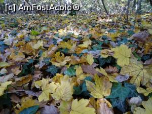 [P03] Toamna &icirc;n Pădurea Băneasa. » foto by tata123 🔱
 - 
<span class="allrVoted glyphicon glyphicon-heart hidden" id="av1264382"></span>
<a class="m-l-10 hidden" id="sv1264382" onclick="voting_Foto_DelVot(,1264382,3511)" role="button">șterge vot <span class="glyphicon glyphicon-remove"></span></a>
<a id="v91264382" class=" c-red"  onclick="voting_Foto_SetVot(1264382)" role="button"><span class="glyphicon glyphicon-heart-empty"></span> <b>LIKE</b> = Votează poza</a> <img class="hidden"  id="f1264382W9" src="/imagini/loader.gif" border="0" /><span class="AjErrMes hidden" id="e1264382ErM"></span>