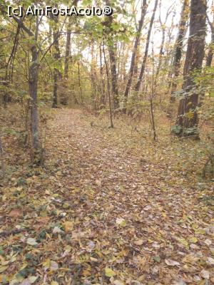 [P08] Toamna &icirc;n Pădurea Băneasa. » foto by tata123 🔱
 - 
<span class="allrVoted glyphicon glyphicon-heart hidden" id="av1264387"></span>
<a class="m-l-10 hidden" id="sv1264387" onclick="voting_Foto_DelVot(,1264387,3511)" role="button">șterge vot <span class="glyphicon glyphicon-remove"></span></a>
<a id="v91264387" class=" c-red"  onclick="voting_Foto_SetVot(1264387)" role="button"><span class="glyphicon glyphicon-heart-empty"></span> <b>LIKE</b> = Votează poza</a> <img class="hidden"  id="f1264387W9" src="/imagini/loader.gif" border="0" /><span class="AjErrMes hidden" id="e1264387ErM"></span>