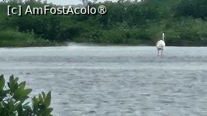 [P20] un alt pelican » foto by robert
 - 
<span class="allrVoted glyphicon glyphicon-heart hidden" id="av1505553"></span>
<a class="m-l-10 hidden" id="sv1505553" onclick="voting_Foto_DelVot(,1505553,3514)" role="button">șterge vot <span class="glyphicon glyphicon-remove"></span></a>
<a id="v91505553" class=" c-red"  onclick="voting_Foto_SetVot(1505553)" role="button"><span class="glyphicon glyphicon-heart-empty"></span> <b>LIKE</b> = Votează poza</a> <img class="hidden"  id="f1505553W9" src="/imagini/loader.gif" border="0" /><span class="AjErrMes hidden" id="e1505553ErM"></span>