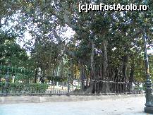 [P07] Aproape fiecare are un ficus acasa . Ce spuneti de acesta batran de sute de ani . » foto by cronung
 - 
<span class="allrVoted glyphicon glyphicon-heart hidden" id="av20624"></span>
<a class="m-l-10 hidden" id="sv20624" onclick="voting_Foto_DelVot(,20624,3527)" role="button">șterge vot <span class="glyphicon glyphicon-remove"></span></a>
<a id="v920624" class=" c-red"  onclick="voting_Foto_SetVot(20624)" role="button"><span class="glyphicon glyphicon-heart-empty"></span> <b>LIKE</b> = Votează poza</a> <img class="hidden"  id="f20624W9" src="/imagini/loader.gif" border="0" /><span class="AjErrMes hidden" id="e20624ErM"></span>