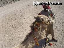 [P12] Plimbarea cu dromaderul » foto by artistul_18
 - 
<span class="allrVoted glyphicon glyphicon-heart hidden" id="av154928"></span>
<a class="m-l-10 hidden" id="sv154928" onclick="voting_Foto_DelVot(,154928,3529)" role="button">șterge vot <span class="glyphicon glyphicon-remove"></span></a>
<a id="v9154928" class=" c-red"  onclick="voting_Foto_SetVot(154928)" role="button"><span class="glyphicon glyphicon-heart-empty"></span> <b>LIKE</b> = Votează poza</a> <img class="hidden"  id="f154928W9" src="/imagini/loader.gif" border="0" /><span class="AjErrMes hidden" id="e154928ErM"></span>