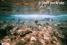 [P31] Poza facuta de mine cu aparat foto subacvatic. » foto by presario
 - 
<span class="allrVoted glyphicon glyphicon-heart hidden" id="av136190"></span>
<a class="m-l-10 hidden" id="sv136190" onclick="voting_Foto_DelVot(,136190,3529)" role="button">șterge vot <span class="glyphicon glyphicon-remove"></span></a>
<a id="v9136190" class=" c-red"  onclick="voting_Foto_SetVot(136190)" role="button"><span class="glyphicon glyphicon-heart-empty"></span> <b>LIKE</b> = Votează poza</a> <img class="hidden"  id="f136190W9" src="/imagini/loader.gif" border="0" /><span class="AjErrMes hidden" id="e136190ErM"></span>