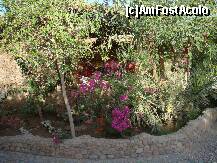 [P12] Flori delicate in culori... minunate. » foto by costin1968
 - 
<span class="allrVoted glyphicon glyphicon-heart hidden" id="av153116"></span>
<a class="m-l-10 hidden" id="sv153116" onclick="voting_Foto_DelVot(,153116,3529)" role="button">șterge vot <span class="glyphicon glyphicon-remove"></span></a>
<a id="v9153116" class=" c-red"  onclick="voting_Foto_SetVot(153116)" role="button"><span class="glyphicon glyphicon-heart-empty"></span> <b>LIKE</b> = Votează poza</a> <img class="hidden"  id="f153116W9" src="/imagini/loader.gif" border="0" /><span class="AjErrMes hidden" id="e153116ErM"></span>