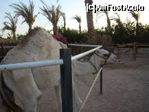 [P19] Rau camiloiu, a incercat sa muste o biata copila daneza (Singe pe numele ei). » foto by costin1968
 - 
<span class="allrVoted glyphicon glyphicon-heart hidden" id="av153137"></span>
<a class="m-l-10 hidden" id="sv153137" onclick="voting_Foto_DelVot(,153137,3529)" role="button">șterge vot <span class="glyphicon glyphicon-remove"></span></a>
<a id="v9153137" class=" c-red"  onclick="voting_Foto_SetVot(153137)" role="button"><span class="glyphicon glyphicon-heart-empty"></span> <b>LIKE</b> = Votează poza</a> <img class="hidden"  id="f153137W9" src="/imagini/loader.gif" border="0" /><span class="AjErrMes hidden" id="e153137ErM"></span>