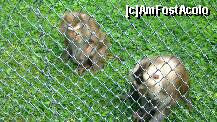 [P45]  -- <small>// FĂRĂ DESCRIERE</small> » foto by cristi82d
 - 
<span class="allrVoted glyphicon glyphicon-heart hidden" id="av144266"></span>
<a class="m-l-10 hidden" id="sv144266" onclick="voting_Foto_DelVot(,144266,3568)" role="button">șterge vot <span class="glyphicon glyphicon-remove"></span></a>
<a id="v9144266" class=" c-red"  onclick="voting_Foto_SetVot(144266)" role="button"><span class="glyphicon glyphicon-heart-empty"></span> <b>LIKE</b> = Votează poza</a> <img class="hidden"  id="f144266W9" src="/imagini/loader.gif" border="0" /><span class="AjErrMes hidden" id="e144266ErM"></span>