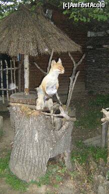 [P19] vulpea din -Ursul pacalit de vulpe- de Creanga » foto by cristi82d
 - 
<span class="allrVoted glyphicon glyphicon-heart hidden" id="av143292"></span>
<a class="m-l-10 hidden" id="sv143292" onclick="voting_Foto_DelVot(,143292,3571)" role="button">șterge vot <span class="glyphicon glyphicon-remove"></span></a>
<a id="v9143292" class=" c-red"  onclick="voting_Foto_SetVot(143292)" role="button"><span class="glyphicon glyphicon-heart-empty"></span> <b>LIKE</b> = Votează poza</a> <img class="hidden"  id="f143292W9" src="/imagini/loader.gif" border="0" /><span class="AjErrMes hidden" id="e143292ErM"></span>