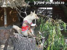 [P19] Si de aici incep povestile,frumos prezentate ...Ursul pacalit de vulpe... » foto by trandafir 1970*
 - 
<span class="allrVoted glyphicon glyphicon-heart hidden" id="av32062"></span>
<a class="m-l-10 hidden" id="sv32062" onclick="voting_Foto_DelVot(,32062,3571)" role="button">șterge vot <span class="glyphicon glyphicon-remove"></span></a>
<a id="v932062" class=" c-red"  onclick="voting_Foto_SetVot(32062)" role="button"><span class="glyphicon glyphicon-heart-empty"></span> <b>LIKE</b> = Votează poza</a> <img class="hidden"  id="f32062W9" src="/imagini/loader.gif" border="0" /><span class="AjErrMes hidden" id="e32062ErM"></span>