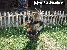 [P25] Capra -urmeaza si iezii... » foto by trandafir 1970*
 - 
<span class="allrVoted glyphicon glyphicon-heart hidden" id="av32068"></span>
<a class="m-l-10 hidden" id="sv32068" onclick="voting_Foto_DelVot(,32068,3571)" role="button">șterge vot <span class="glyphicon glyphicon-remove"></span></a>
<a id="v932068" class=" c-red"  onclick="voting_Foto_SetVot(32068)" role="button"><span class="glyphicon glyphicon-heart-empty"></span> <b>LIKE</b> = Votează poza</a> <img class="hidden"  id="f32068W9" src="/imagini/loader.gif" border="0" /><span class="AjErrMes hidden" id="e32068ErM"></span>