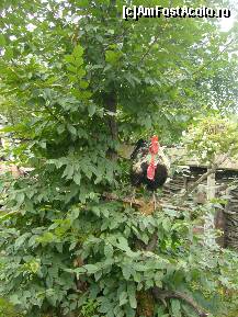 [P21] Humulesti - Parcul tematic 'Ion Creanga', cocosul din Punguta cu doi bani » foto by magdalena
 - 
<span class="allrVoted glyphicon glyphicon-heart hidden" id="av144546"></span>
<a class="m-l-10 hidden" id="sv144546" onclick="voting_Foto_DelVot(,144546,3571)" role="button">șterge vot <span class="glyphicon glyphicon-remove"></span></a>
<a id="v9144546" class=" c-red"  onclick="voting_Foto_SetVot(144546)" role="button"><span class="glyphicon glyphicon-heart-empty"></span> <b>LIKE</b> = Votează poza</a> <img class="hidden"  id="f144546W9" src="/imagini/loader.gif" border="0" /><span class="AjErrMes hidden" id="e144546ErM"></span>