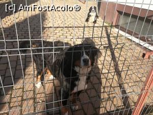 [P18] Cainii frumosi si blanzi ai pensiunii » foto by ancutza26
 - 
<span class="allrVoted glyphicon glyphicon-heart hidden" id="av937451"></span>
<a class="m-l-10 hidden" id="sv937451" onclick="voting_Foto_DelVot(,937451,3577)" role="button">șterge vot <span class="glyphicon glyphicon-remove"></span></a>
<a id="v9937451" class=" c-red"  onclick="voting_Foto_SetVot(937451)" role="button"><span class="glyphicon glyphicon-heart-empty"></span> <b>LIKE</b> = Votează poza</a> <img class="hidden"  id="f937451W9" src="/imagini/loader.gif" border="0" /><span class="AjErrMes hidden" id="e937451ErM"></span>