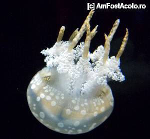 [P10] Shedd Aquarium - Spoted lagoon jelly » foto by MCM
 - 
<span class="allrVoted glyphicon glyphicon-heart hidden" id="av390294"></span>
<a class="m-l-10 hidden" id="sv390294" onclick="voting_Foto_DelVot(,390294,3589)" role="button">șterge vot <span class="glyphicon glyphicon-remove"></span></a>
<a id="v9390294" class=" c-red"  onclick="voting_Foto_SetVot(390294)" role="button"><span class="glyphicon glyphicon-heart-empty"></span> <b>LIKE</b> = Votează poza</a> <img class="hidden"  id="f390294W9" src="/imagini/loader.gif" border="0" /><span class="AjErrMes hidden" id="e390294ErM"></span>