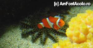 [P12] L-am gasit si pe Nemo la un moment dat.  » foto by MCM
 - 
<span class="allrVoted glyphicon glyphicon-heart hidden" id="av390296"></span>
<a class="m-l-10 hidden" id="sv390296" onclick="voting_Foto_DelVot(,390296,3589)" role="button">șterge vot <span class="glyphicon glyphicon-remove"></span></a>
<a id="v9390296" class=" c-red"  onclick="voting_Foto_SetVot(390296)" role="button"><span class="glyphicon glyphicon-heart-empty"></span> <b>LIKE</b> = Votează poza</a> <img class="hidden"  id="f390296W9" src="/imagini/loader.gif" border="0" /><span class="AjErrMes hidden" id="e390296ErM"></span>