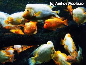 [P03] Shedd Aquarium - habar n-am ce pesti sunt astia. Stie cineva? » foto by MCM
 - 
<span class="allrVoted glyphicon glyphicon-heart hidden" id="av390287"></span>
<a class="m-l-10 hidden" id="sv390287" onclick="voting_Foto_DelVot(,390287,3589)" role="button">șterge vot <span class="glyphicon glyphicon-remove"></span></a>
<a id="v9390287" class=" c-red"  onclick="voting_Foto_SetVot(390287)" role="button"><span class="glyphicon glyphicon-heart-empty"></span> <b>LIKE</b> = Votează poza</a> <img class="hidden"  id="f390287W9" src="/imagini/loader.gif" border="0" /><span class="AjErrMes hidden" id="e390287ErM"></span>