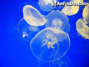 [P08] Shedd Aquarium - incepem vizitarea meduzelor » foto by MCM
 - 
<span class="allrVoted glyphicon glyphicon-heart hidden" id="av390292"></span>
<a class="m-l-10 hidden" id="sv390292" onclick="voting_Foto_DelVot(,390292,3589)" role="button">șterge vot <span class="glyphicon glyphicon-remove"></span></a>
<a id="v9390292" class=" c-red"  onclick="voting_Foto_SetVot(390292)" role="button"><span class="glyphicon glyphicon-heart-empty"></span> <b>LIKE</b> = Votează poza</a> <img class="hidden"  id="f390292W9" src="/imagini/loader.gif" border="0" /><span class="AjErrMes hidden" id="e390292ErM"></span>