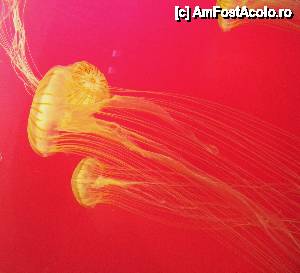 [P09] Japanese sea nettle - meduza din Pacificul de nord » foto by MCM
 - 
<span class="allrVoted glyphicon glyphicon-heart hidden" id="av390293"></span>
<a class="m-l-10 hidden" id="sv390293" onclick="voting_Foto_DelVot(,390293,3589)" role="button">șterge vot <span class="glyphicon glyphicon-remove"></span></a>
<a id="v9390293" class=" c-red"  onclick="voting_Foto_SetVot(390293)" role="button"><span class="glyphicon glyphicon-heart-empty"></span> <b>LIKE</b> = Votează poza</a> <img class="hidden"  id="f390293W9" src="/imagini/loader.gif" border="0" /><span class="AjErrMes hidden" id="e390293ErM"></span>