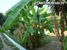 [P18] bananierul din curte cu un snop de banane micute! » foto by sandu.53
 - 
<span class="allrVoted glyphicon glyphicon-heart hidden" id="av265337"></span>
<a class="m-l-10 hidden" id="sv265337" onclick="voting_Foto_DelVot(,265337,3604)" role="button">șterge vot <span class="glyphicon glyphicon-remove"></span></a>
<a id="v9265337" class=" c-red"  onclick="voting_Foto_SetVot(265337)" role="button"><span class="glyphicon glyphicon-heart-empty"></span> <b>LIKE</b> = Votează poza</a> <img class="hidden"  id="f265337W9" src="/imagini/loader.gif" border="0" /><span class="AjErrMes hidden" id="e265337ErM"></span>