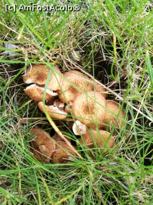 [P16] Sun Garden, ciupercuțe :)  » foto by crismis
 - 
<span class="allrVoted glyphicon glyphicon-heart hidden" id="av812901"></span>
<a class="m-l-10 hidden" id="sv812901" onclick="voting_Foto_DelVot(,812901,3623)" role="button">șterge vot <span class="glyphicon glyphicon-remove"></span></a>
<a id="v9812901" class=" c-red"  onclick="voting_Foto_SetVot(812901)" role="button"><span class="glyphicon glyphicon-heart-empty"></span> <b>LIKE</b> = Votează poza</a> <img class="hidden"  id="f812901W9" src="/imagini/loader.gif" border="0" /><span class="AjErrMes hidden" id="e812901ErM"></span>