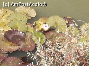 [P21] Nuferi pe Lacul Edenului » foto by crismis
 - 
<span class="allrVoted glyphicon glyphicon-heart hidden" id="av812907"></span>
<a class="m-l-10 hidden" id="sv812907" onclick="voting_Foto_DelVot(,812907,3623)" role="button">șterge vot <span class="glyphicon glyphicon-remove"></span></a>
<a id="v9812907" class=" c-red"  onclick="voting_Foto_SetVot(812907)" role="button"><span class="glyphicon glyphicon-heart-empty"></span> <b>LIKE</b> = Votează poza</a> <img class="hidden"  id="f812907W9" src="/imagini/loader.gif" border="0" /><span class="AjErrMes hidden" id="e812907ErM"></span>