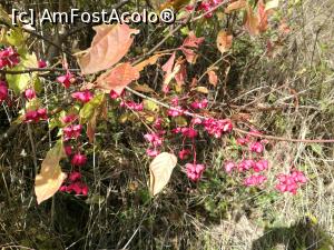 [P39] Flori de toamnă, prin pădure » foto by crismis
 - 
<span class="allrVoted glyphicon glyphicon-heart hidden" id="av812925"></span>
<a class="m-l-10 hidden" id="sv812925" onclick="voting_Foto_DelVot(,812925,3623)" role="button">șterge vot <span class="glyphicon glyphicon-remove"></span></a>
<a id="v9812925" class=" c-red"  onclick="voting_Foto_SetVot(812925)" role="button"><span class="glyphicon glyphicon-heart-empty"></span> <b>LIKE</b> = Votează poza</a> <img class="hidden"  id="f812925W9" src="/imagini/loader.gif" border="0" /><span class="AjErrMes hidden" id="e812925ErM"></span>