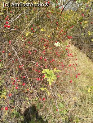 [P40] Fructe de toamnă, prin pădure » foto by crismis
 - 
<span class="allrVoted glyphicon glyphicon-heart hidden" id="av812926"></span>
<a class="m-l-10 hidden" id="sv812926" onclick="voting_Foto_DelVot(,812926,3623)" role="button">șterge vot <span class="glyphicon glyphicon-remove"></span></a>
<a id="v9812926" class=" c-red"  onclick="voting_Foto_SetVot(812926)" role="button"><span class="glyphicon glyphicon-heart-empty"></span> <b>LIKE</b> = Votează poza</a> <img class="hidden"  id="f812926W9" src="/imagini/loader.gif" border="0" /><span class="AjErrMes hidden" id="e812926ErM"></span>