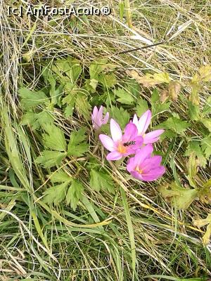 [P48] Brândușe de toamnă » foto by crismis
 - 
<span class="allrVoted glyphicon glyphicon-heart hidden" id="av812934"></span>
<a class="m-l-10 hidden" id="sv812934" onclick="voting_Foto_DelVot(,812934,3623)" role="button">șterge vot <span class="glyphicon glyphicon-remove"></span></a>
<a id="v9812934" class=" c-red"  onclick="voting_Foto_SetVot(812934)" role="button"><span class="glyphicon glyphicon-heart-empty"></span> <b>LIKE</b> = Votează poza</a> <img class="hidden"  id="f812934W9" src="/imagini/loader.gif" border="0" /><span class="AjErrMes hidden" id="e812934ErM"></span>