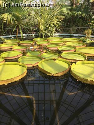 [P21] Ete, nuferi!  » foto by Yersinia Pestis
 - 
<span class="allrVoted glyphicon glyphicon-heart hidden" id="av900771"></span>
<a class="m-l-10 hidden" id="sv900771" onclick="voting_Foto_DelVot(,900771,3623)" role="button">șterge vot <span class="glyphicon glyphicon-remove"></span></a>
<a id="v9900771" class=" c-red"  onclick="voting_Foto_SetVot(900771)" role="button"><span class="glyphicon glyphicon-heart-empty"></span> <b>LIKE</b> = Votează poza</a> <img class="hidden"  id="f900771W9" src="/imagini/loader.gif" border="0" /><span class="AjErrMes hidden" id="e900771ErM"></span>