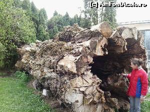 [P15] Gradina Botanica Cluj » foto by dannaa
 - 
<span class="allrVoted glyphicon glyphicon-heart hidden" id="av611690"></span>
<a class="m-l-10 hidden" id="sv611690" onclick="voting_Foto_DelVot(,611690,3623)" role="button">șterge vot <span class="glyphicon glyphicon-remove"></span></a>
<a id="v9611690" class=" c-red"  onclick="voting_Foto_SetVot(611690)" role="button"><span class="glyphicon glyphicon-heart-empty"></span> <b>LIKE</b> = Votează poza</a> <img class="hidden"  id="f611690W9" src="/imagini/loader.gif" border="0" /><span class="AjErrMes hidden" id="e611690ErM"></span>