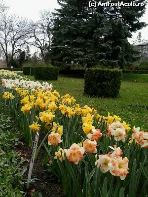 [P16] Narcise de toate soiurile in Gradina Botanica » foto by dannaa
 - 
<span class="allrVoted glyphicon glyphicon-heart hidden" id="av611692"></span>
<a class="m-l-10 hidden" id="sv611692" onclick="voting_Foto_DelVot(,611692,3623)" role="button">șterge vot <span class="glyphicon glyphicon-remove"></span></a>
<a id="v9611692" class=" c-red"  onclick="voting_Foto_SetVot(611692)" role="button"><span class="glyphicon glyphicon-heart-empty"></span> <b>LIKE</b> = Votează poza</a> <img class="hidden"  id="f611692W9" src="/imagini/loader.gif" border="0" /><span class="AjErrMes hidden" id="e611692ErM"></span>