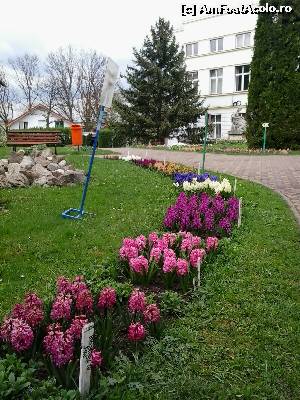 [P21] Zambile in Gradina Botanica Cluj » foto by dannaa
 - 
<span class="allrVoted glyphicon glyphicon-heart hidden" id="av611701"></span>
<a class="m-l-10 hidden" id="sv611701" onclick="voting_Foto_DelVot(,611701,3623)" role="button">șterge vot <span class="glyphicon glyphicon-remove"></span></a>
<a id="v9611701" class=" c-red"  onclick="voting_Foto_SetVot(611701)" role="button"><span class="glyphicon glyphicon-heart-empty"></span> <b>LIKE</b> = Votează poza</a> <img class="hidden"  id="f611701W9" src="/imagini/loader.gif" border="0" /><span class="AjErrMes hidden" id="e611701ErM"></span>