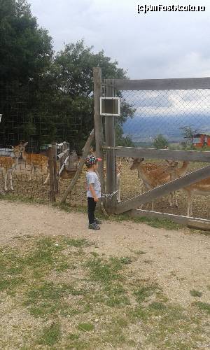 [P03] Da! Caprioare ........... » foto by anabella1
 - 
<span class="allrVoted glyphicon glyphicon-heart hidden" id="av660429"></span>
<a class="m-l-10 hidden" id="sv660429" onclick="voting_Foto_DelVot(,660429,3623)" role="button">șterge vot <span class="glyphicon glyphicon-remove"></span></a>
<a id="v9660429" class=" c-red"  onclick="voting_Foto_SetVot(660429)" role="button"><span class="glyphicon glyphicon-heart-empty"></span> <b>LIKE</b> = Votează poza</a> <img class="hidden"  id="f660429W9" src="/imagini/loader.gif" border="0" /><span class="AjErrMes hidden" id="e660429ErM"></span>