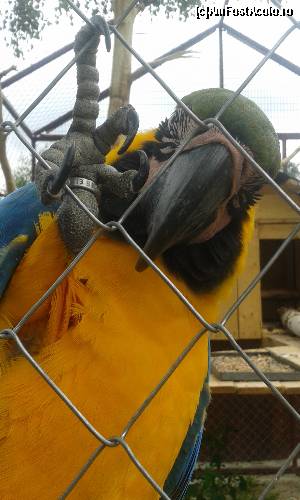 [P04] Salutari dragi vizitatori!!!!!!!!!!! » foto by anabella1
 - 
<span class="allrVoted glyphicon glyphicon-heart hidden" id="av660430"></span>
<a class="m-l-10 hidden" id="sv660430" onclick="voting_Foto_DelVot(,660430,3623)" role="button">șterge vot <span class="glyphicon glyphicon-remove"></span></a>
<a id="v9660430" class=" c-red"  onclick="voting_Foto_SetVot(660430)" role="button"><span class="glyphicon glyphicon-heart-empty"></span> <b>LIKE</b> = Votează poza</a> <img class="hidden"  id="f660430W9" src="/imagini/loader.gif" border="0" /><span class="AjErrMes hidden" id="e660430ErM"></span>