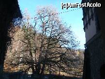 [P27] un pic de toamna,un pic de iarna,un cer senin si un copac ce asteapta alte anotimpuri » foto by sandu.53
 - 
<span class="allrVoted glyphicon glyphicon-heart hidden" id="av280048"></span>
<a class="m-l-10 hidden" id="sv280048" onclick="voting_Foto_DelVot(,280048,3678)" role="button">șterge vot <span class="glyphicon glyphicon-remove"></span></a>
<a id="v9280048" class=" c-red"  onclick="voting_Foto_SetVot(280048)" role="button"><span class="glyphicon glyphicon-heart-empty"></span> <b>LIKE</b> = Votează poza</a> <img class="hidden"  id="f280048W9" src="/imagini/loader.gif" border="0" /><span class="AjErrMes hidden" id="e280048ErM"></span>