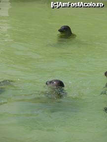 [P11] baby seals » foto by roxana.tomina
 - 
<span class="allrVoted glyphicon glyphicon-heart hidden" id="av316030"></span>
<a class="m-l-10 hidden" id="sv316030" onclick="voting_Foto_DelVot(,316030,3710)" role="button">șterge vot <span class="glyphicon glyphicon-remove"></span></a>
<a id="v9316030" class=" c-red"  onclick="voting_Foto_SetVot(316030)" role="button"><span class="glyphicon glyphicon-heart-empty"></span> <b>LIKE</b> = Votează poza</a> <img class="hidden"  id="f316030W9" src="/imagini/loader.gif" border="0" /><span class="AjErrMes hidden" id="e316030ErM"></span>