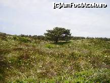 [P08] a tree in the middle of nowhere.. » foto by roxana.tomina
 - 
<span class="allrVoted glyphicon glyphicon-heart hidden" id="av316027"></span>
<a class="m-l-10 hidden" id="sv316027" onclick="voting_Foto_DelVot(,316027,3710)" role="button">șterge vot <span class="glyphicon glyphicon-remove"></span></a>
<a id="v9316027" class=" c-red"  onclick="voting_Foto_SetVot(316027)" role="button"><span class="glyphicon glyphicon-heart-empty"></span> <b>LIKE</b> = Votează poza</a> <img class="hidden"  id="f316027W9" src="/imagini/loader.gif" border="0" /><span class="AjErrMes hidden" id="e316027ErM"></span>