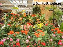 [P10] Prietenele noastre tacute, florile » foto by mireille
 - 
<span class="allrVoted glyphicon glyphicon-heart hidden" id="av414209"></span>
<a class="m-l-10 hidden" id="sv414209" onclick="voting_Foto_DelVot(,414209,3710)" role="button">șterge vot <span class="glyphicon glyphicon-remove"></span></a>
<a id="v9414209" class=" c-red"  onclick="voting_Foto_SetVot(414209)" role="button"><span class="glyphicon glyphicon-heart-empty"></span> <b>LIKE</b> = Votează poza</a> <img class="hidden"  id="f414209W9" src="/imagini/loader.gif" border="0" /><span class="AjErrMes hidden" id="e414209ErM"></span>