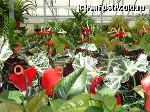 [P11] Simfonie in rosu » foto by mireille
 - 
<span class="allrVoted glyphicon glyphicon-heart hidden" id="av414210"></span>
<a class="m-l-10 hidden" id="sv414210" onclick="voting_Foto_DelVot(,414210,3710)" role="button">șterge vot <span class="glyphicon glyphicon-remove"></span></a>
<a id="v9414210" class=" c-red"  onclick="voting_Foto_SetVot(414210)" role="button"><span class="glyphicon glyphicon-heart-empty"></span> <b>LIKE</b> = Votează poza</a> <img class="hidden"  id="f414210W9" src="/imagini/loader.gif" border="0" /><span class="AjErrMes hidden" id="e414210ErM"></span>