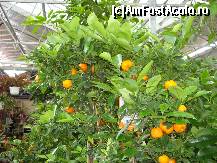 [P12] POrtocaliu -olandez in gradina ta » foto by mireille
 - 
<span class="allrVoted glyphicon glyphicon-heart hidden" id="av414211"></span>
<a class="m-l-10 hidden" id="sv414211" onclick="voting_Foto_DelVot(,414211,3710)" role="button">șterge vot <span class="glyphicon glyphicon-remove"></span></a>
<a id="v9414211" class=" c-red"  onclick="voting_Foto_SetVot(414211)" role="button"><span class="glyphicon glyphicon-heart-empty"></span> <b>LIKE</b> = Votează poza</a> <img class="hidden"  id="f414211W9" src="/imagini/loader.gif" border="0" /><span class="AjErrMes hidden" id="e414211ErM"></span>