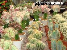 [P14] cactusi in ghivece » foto by mireille
 - 
<span class="allrVoted glyphicon glyphicon-heart hidden" id="av414213"></span>
<a class="m-l-10 hidden" id="sv414213" onclick="voting_Foto_DelVot(,414213,3710)" role="button">șterge vot <span class="glyphicon glyphicon-remove"></span></a>
<a id="v9414213" class=" c-red"  onclick="voting_Foto_SetVot(414213)" role="button"><span class="glyphicon glyphicon-heart-empty"></span> <b>LIKE</b> = Votează poza</a> <img class="hidden"  id="f414213W9" src="/imagini/loader.gif" border="0" /><span class="AjErrMes hidden" id="e414213ErM"></span>