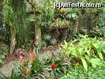 [P23] Alee in padurea tropicala » foto by mireille
 - 
<span class="allrVoted glyphicon glyphicon-heart hidden" id="av414222"></span>
<a class="m-l-10 hidden" id="sv414222" onclick="voting_Foto_DelVot(,414222,3710)" role="button">șterge vot <span class="glyphicon glyphicon-remove"></span></a>
<a id="v9414222" class=" c-red"  onclick="voting_Foto_SetVot(414222)" role="button"><span class="glyphicon glyphicon-heart-empty"></span> <b>LIKE</b> = Votează poza</a> <img class="hidden"  id="f414222W9" src="/imagini/loader.gif" border="0" /><span class="AjErrMes hidden" id="e414222ErM"></span>