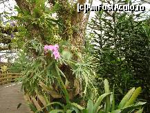 [P31] orhidee in copac si pod de lemn » foto by mireille
 - 
<span class="allrVoted glyphicon glyphicon-heart hidden" id="av414230"></span>
<a class="m-l-10 hidden" id="sv414230" onclick="voting_Foto_DelVot(,414230,3710)" role="button">șterge vot <span class="glyphicon glyphicon-remove"></span></a>
<a id="v9414230" class=" c-red"  onclick="voting_Foto_SetVot(414230)" role="button"><span class="glyphicon glyphicon-heart-empty"></span> <b>LIKE</b> = Votează poza</a> <img class="hidden"  id="f414230W9" src="/imagini/loader.gif" border="0" /><span class="AjErrMes hidden" id="e414230ErM"></span>