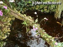 [P33] pirau cu pesti printre copaci » foto by mireille
 - 
<span class="allrVoted glyphicon glyphicon-heart hidden" id="av414232"></span>
<a class="m-l-10 hidden" id="sv414232" onclick="voting_Foto_DelVot(,414232,3710)" role="button">șterge vot <span class="glyphicon glyphicon-remove"></span></a>
<a id="v9414232" class=" c-red"  onclick="voting_Foto_SetVot(414232)" role="button"><span class="glyphicon glyphicon-heart-empty"></span> <b>LIKE</b> = Votează poza</a> <img class="hidden"  id="f414232W9" src="/imagini/loader.gif" border="0" /><span class="AjErrMes hidden" id="e414232ErM"></span>